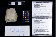 Foto (Objekt + Etikett) von Goniodromites sp.  (NHMW-GEO-2017-0089-0012)